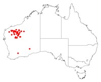 Acacia marramamba