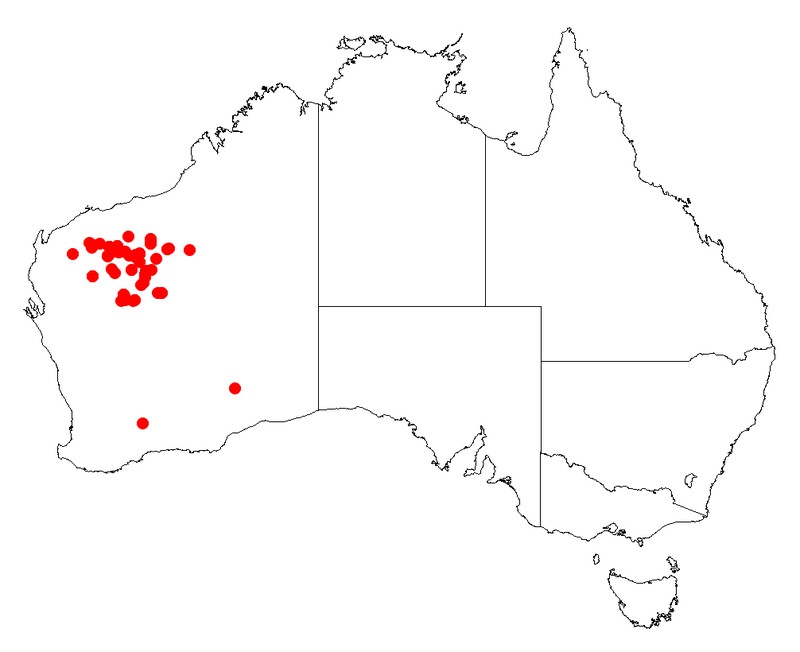 Acacia marramamba