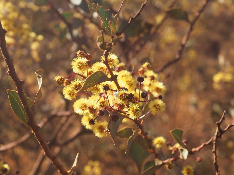 Acacia marramamba photo 2