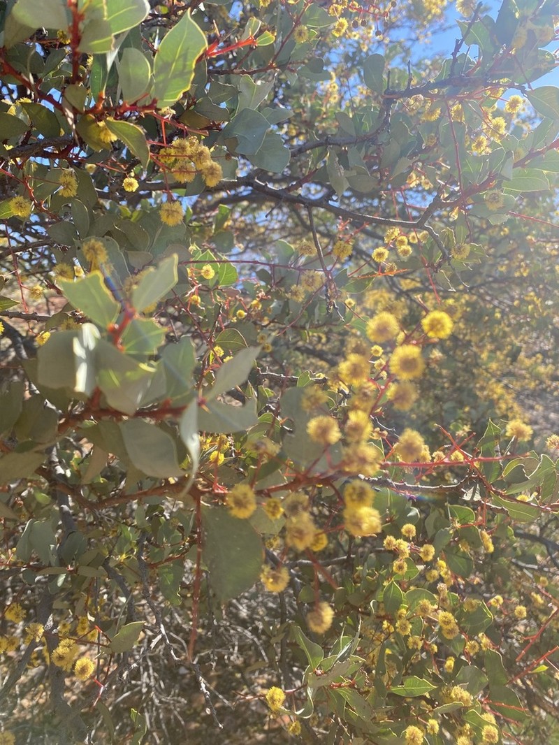 Acacia marramamba photo 3
