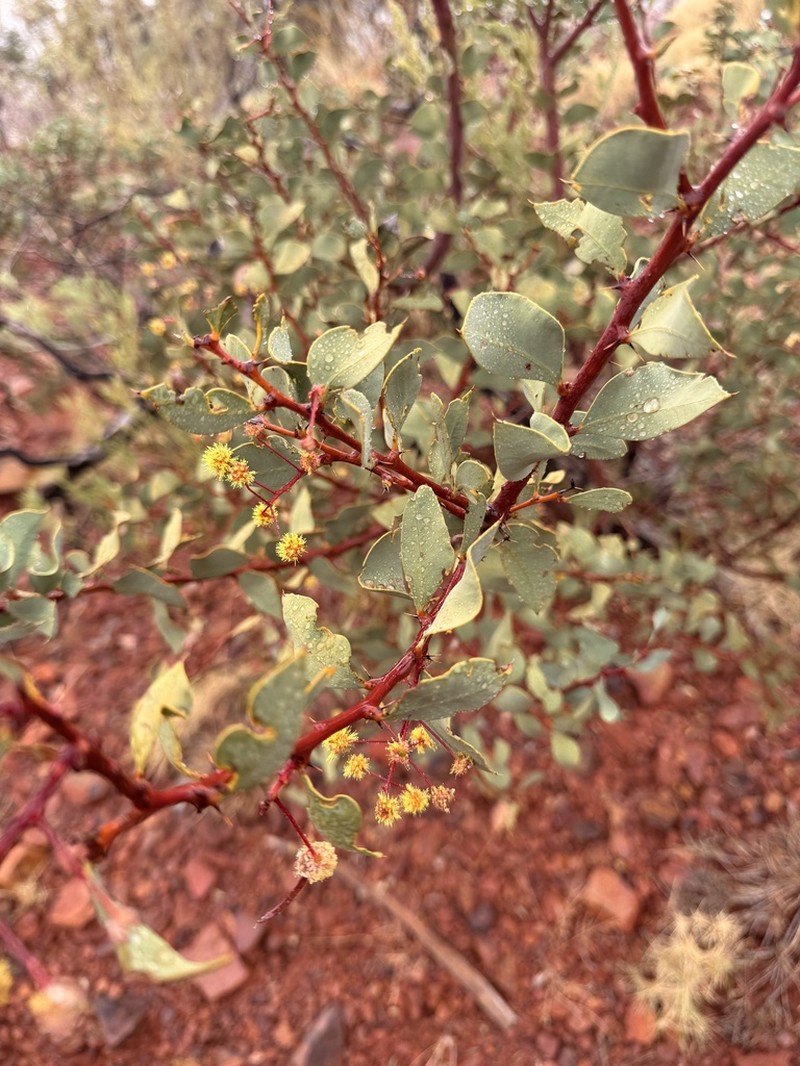Acacia marramamba photo 4
