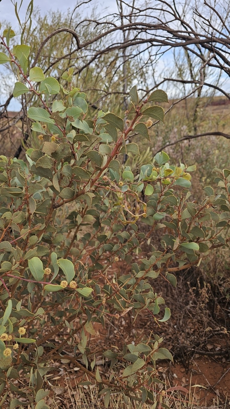Acacia marramamba photo 5