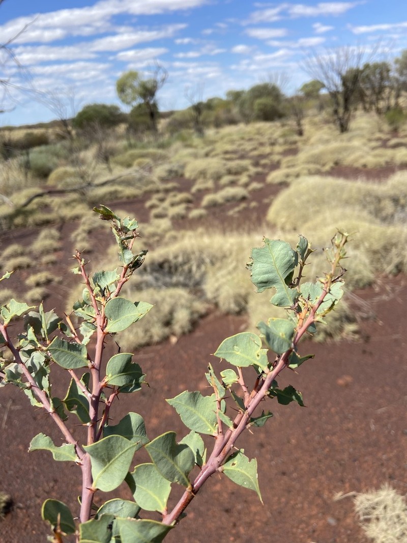 Acacia marramamba photo 6