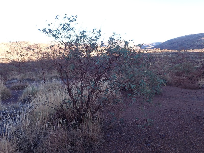 Acacia marramamba photo 7
