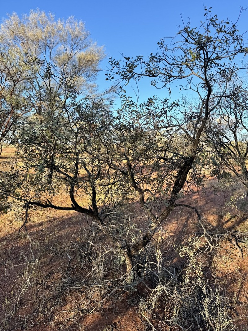 Acacia marramamba photo 8