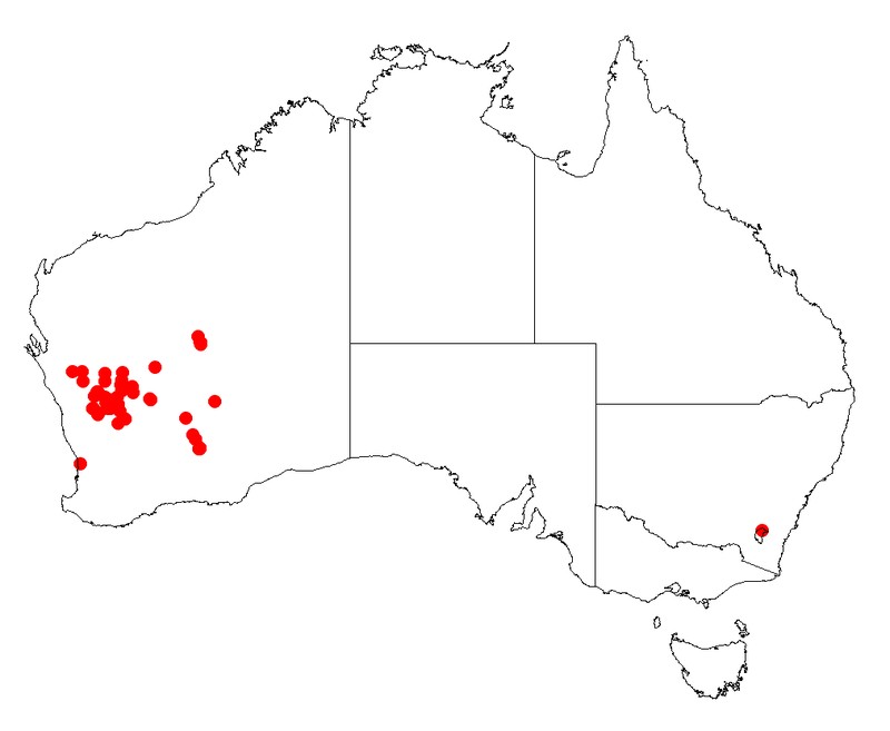 Acacia masliniana