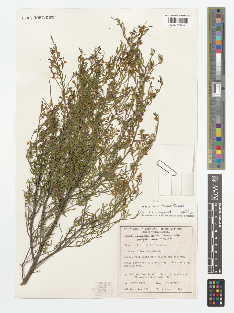 Acacia masliniana photo 2