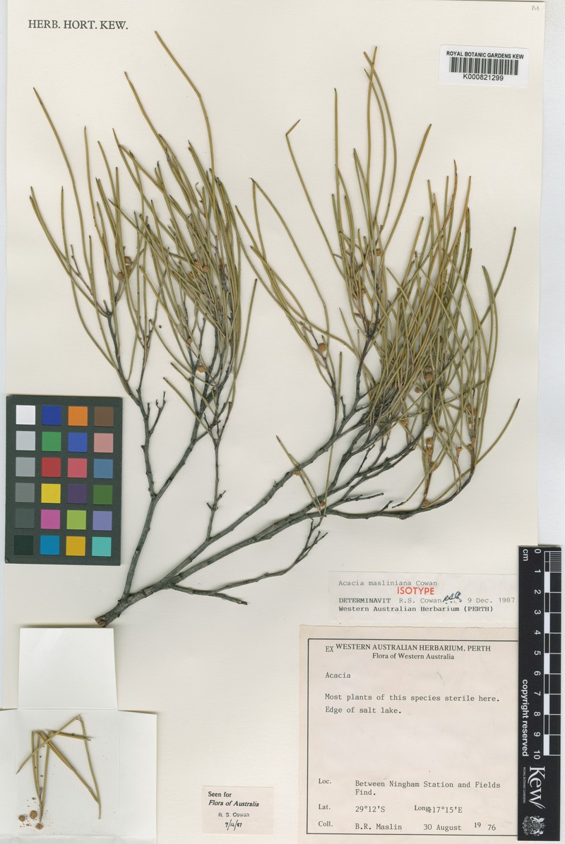 Acacia masliniana photo 3