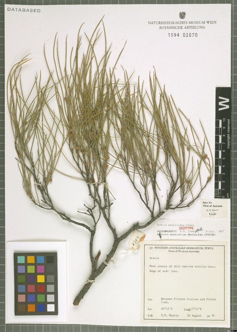 Acacia masliniana photo 4