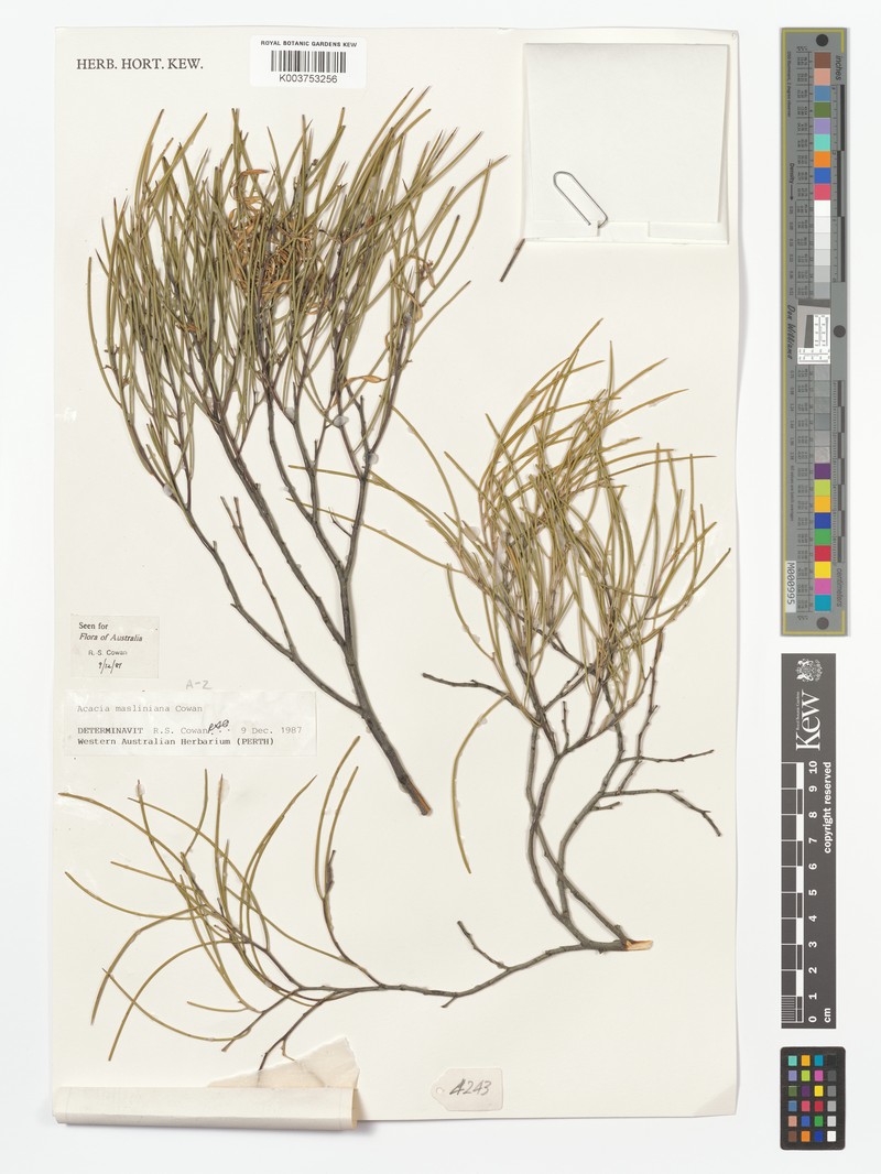 Acacia masliniana photo 5