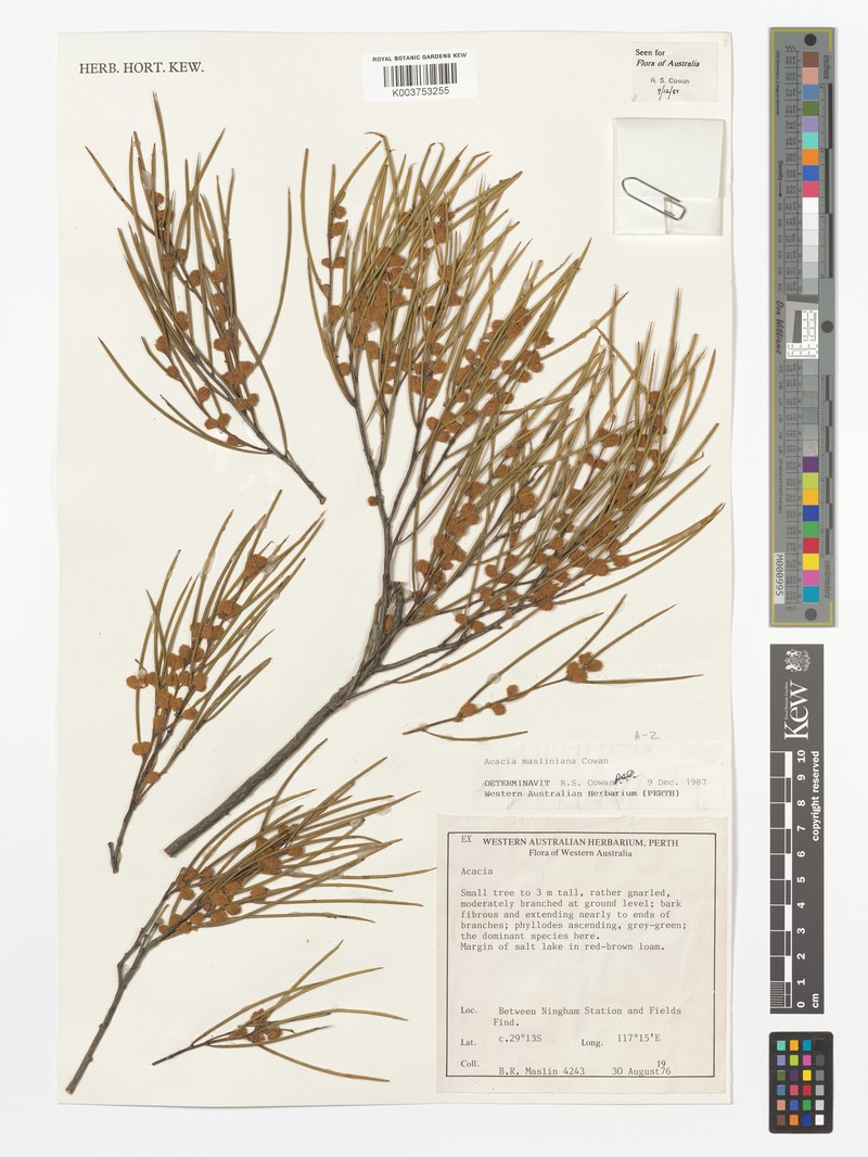 Acacia masliniana photo 6