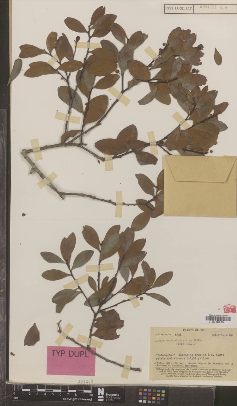 Acacia mathuataensis