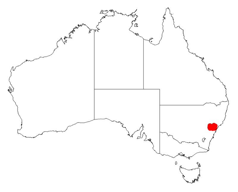 Acacia matthewii