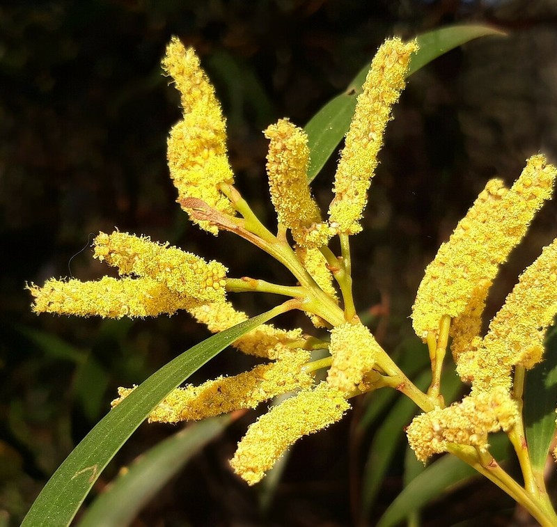 Acacia matthewii photo 2