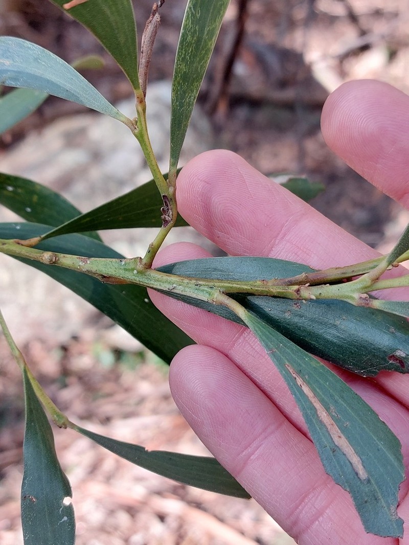 Acacia matthewii photo 3