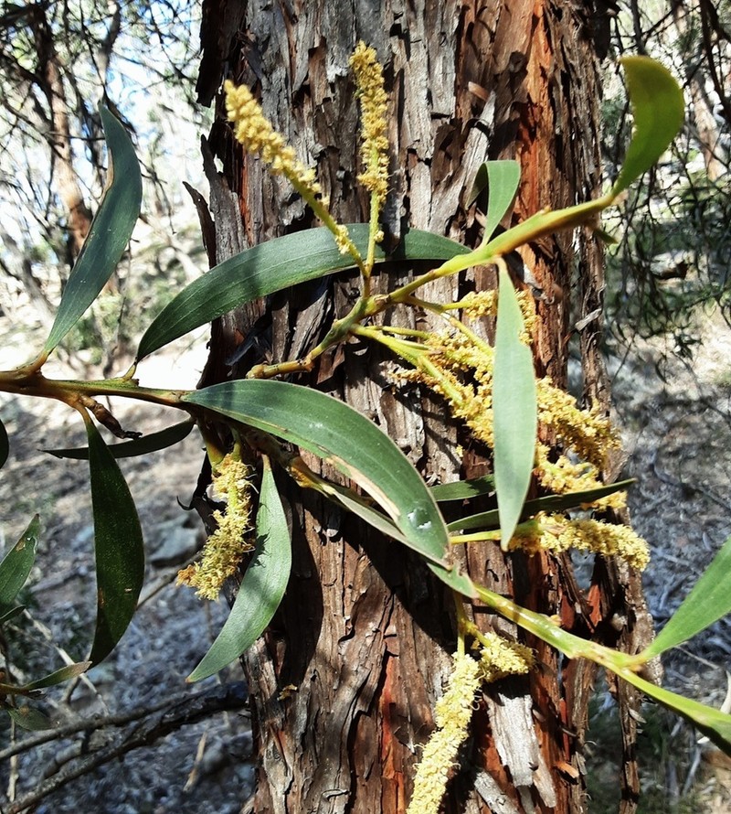 Acacia matthewii photo 4