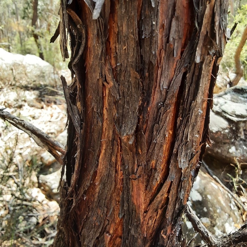 Acacia matthewii photo 5