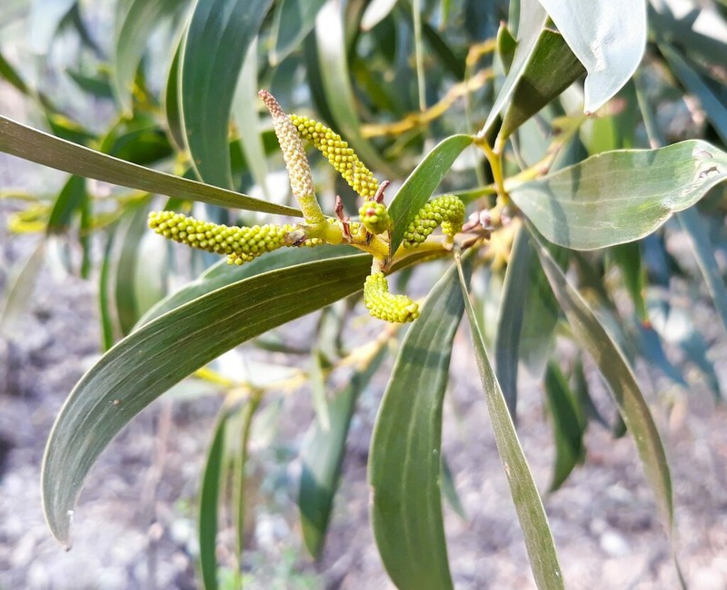 Acacia matthewii photo 7