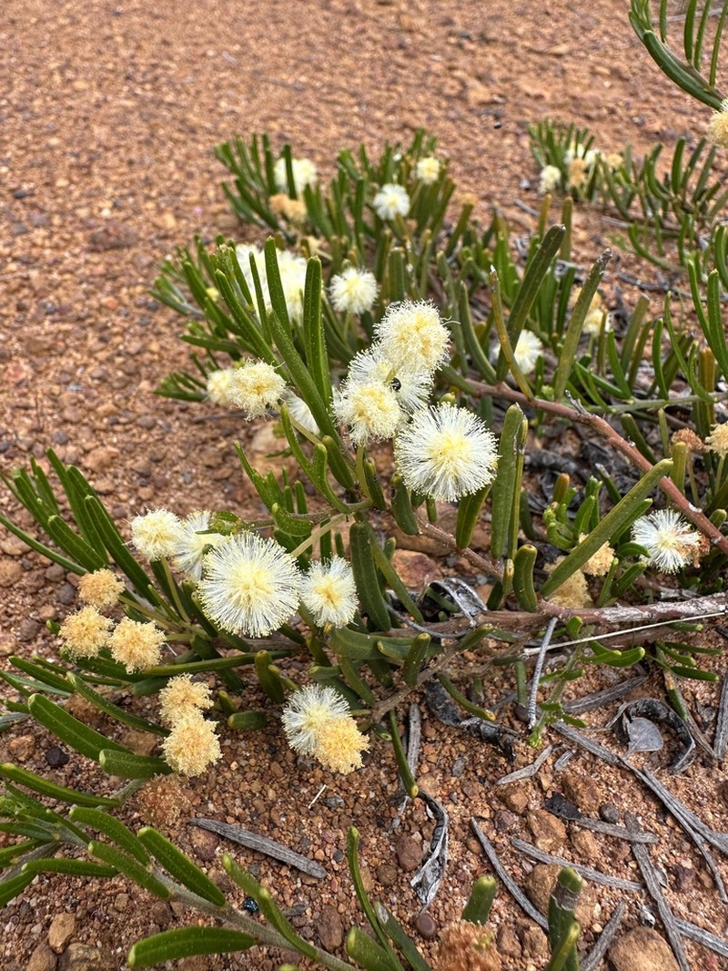Acacia maxwellii photo 3