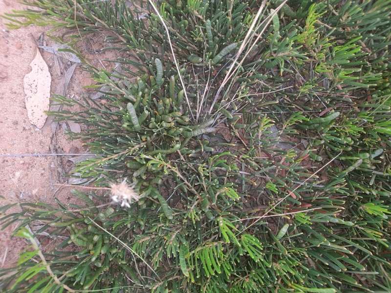 Acacia maxwellii photo 4
