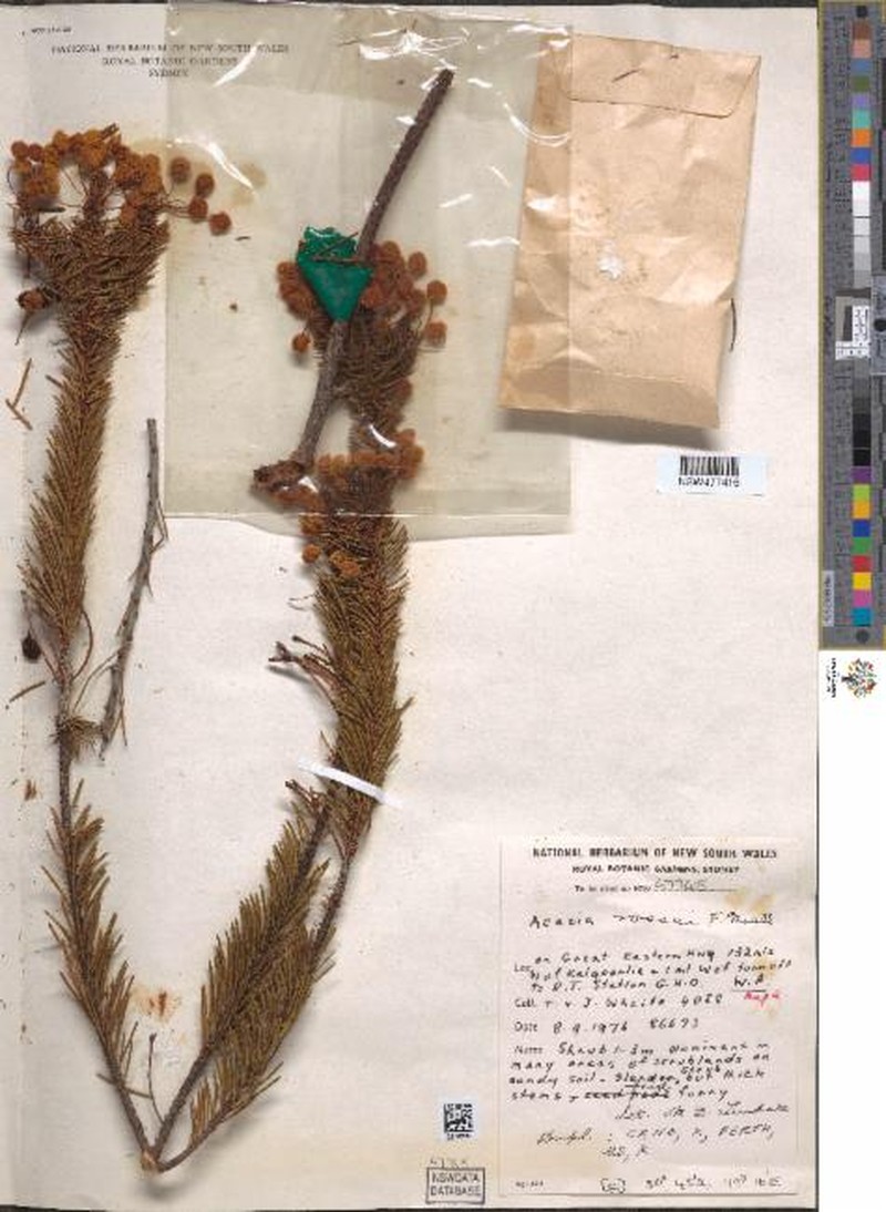 Acacia maxwellii photo 5