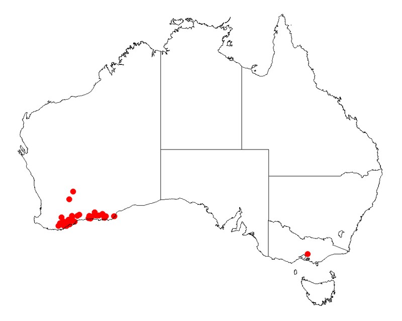 Acacia maxwellii