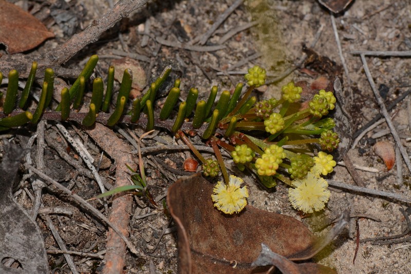Acacia maxwellii photo 2