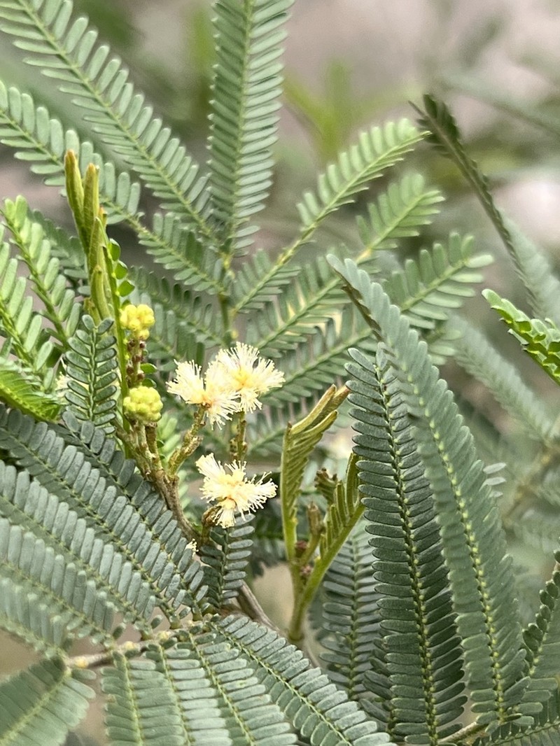 Black Wattle photo 3