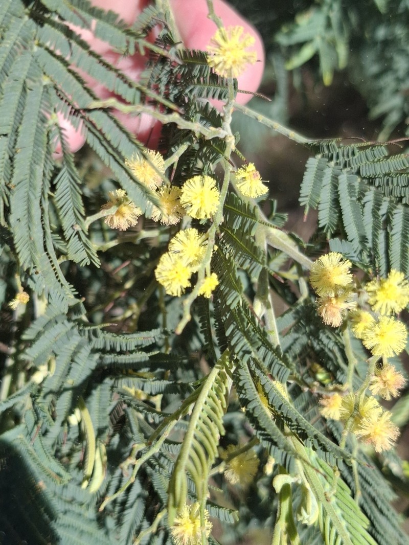 Black Wattle photo 4