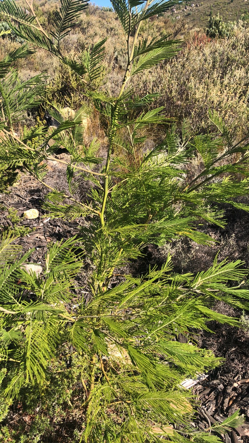 Black Wattle photo 5