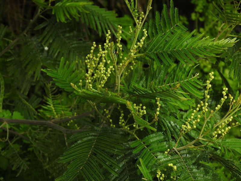 Black Wattle photo 6