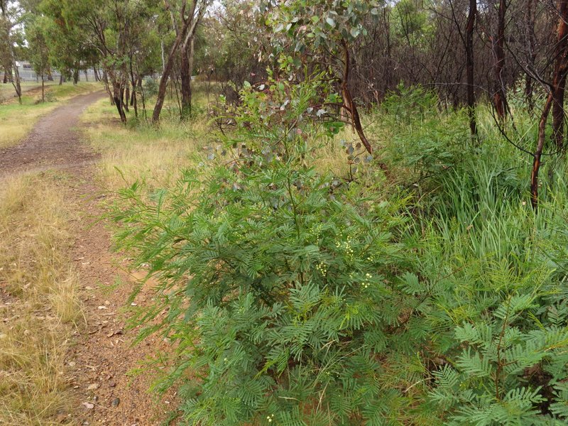 Black Wattle photo 2