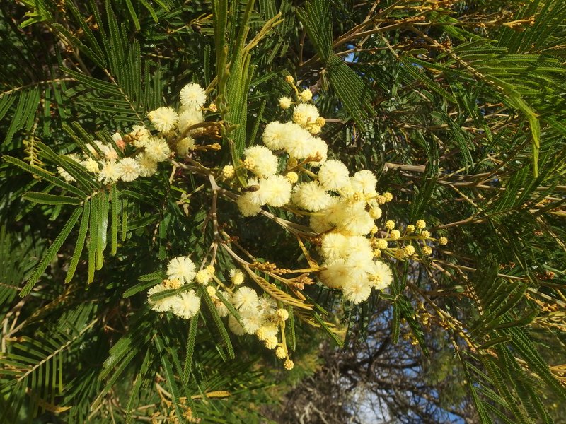 Black Wattle photo 3