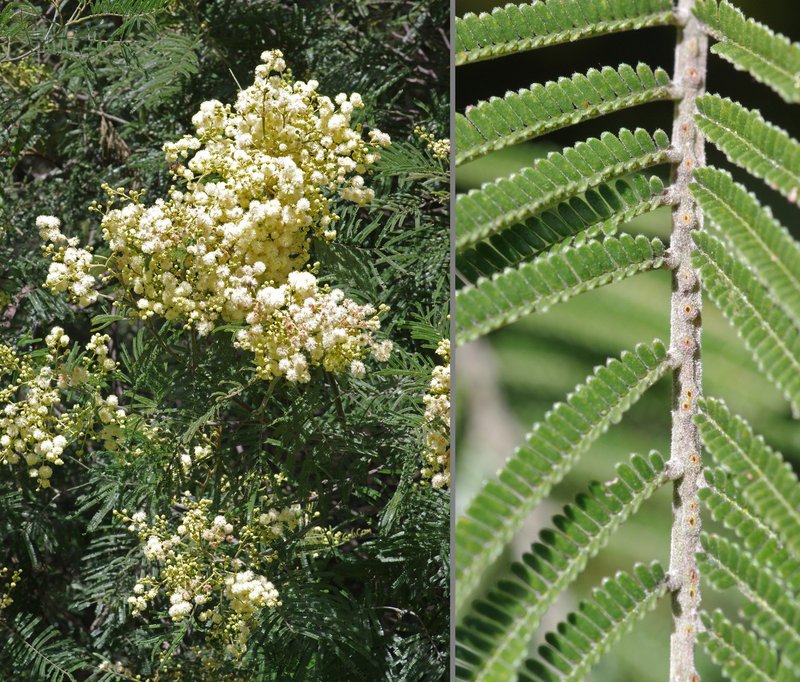 Black Wattle photo 4