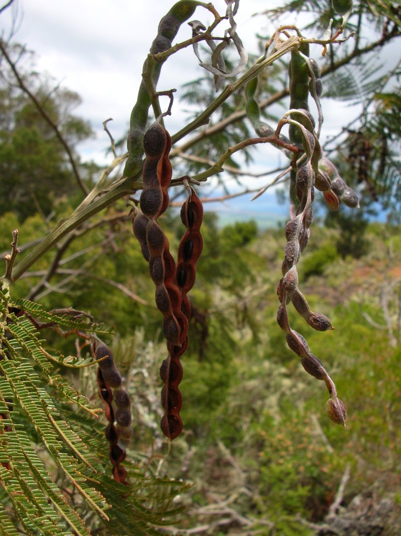 Black Wattle photo 5