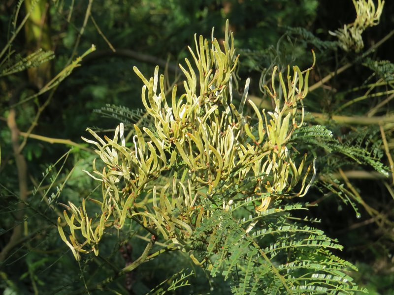 Black Wattle photo 6