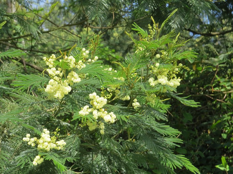 Black Wattle photo 7