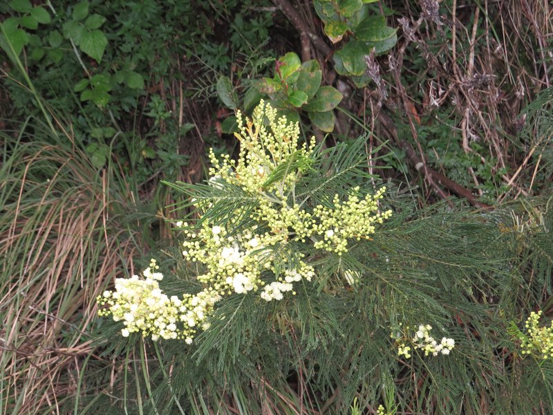 Black Wattle photo 8