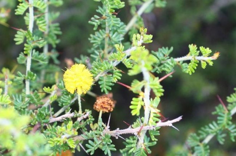 Acacia megacephala photo 2