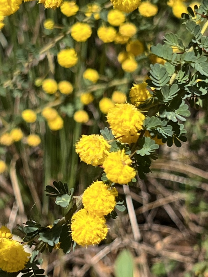 Acacia megacephala
