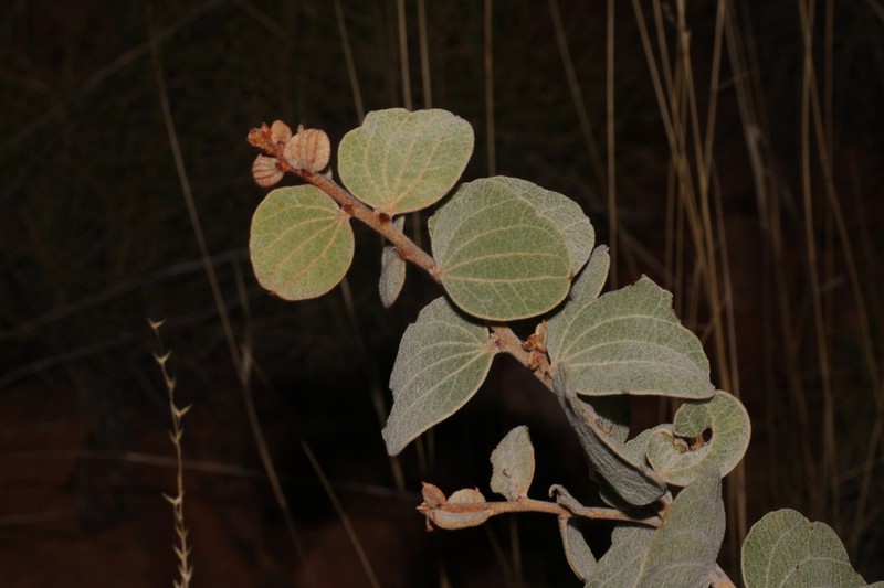 Acacia megalantha photo 4