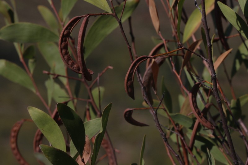 Acacia megalantha photo 6