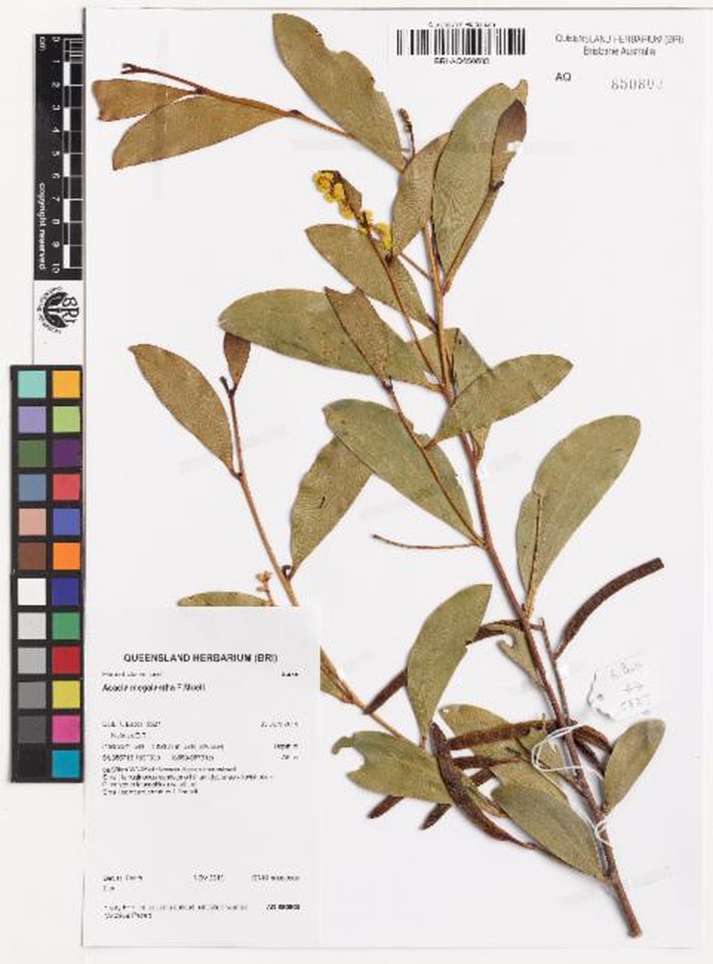 Acacia megalantha photo 7