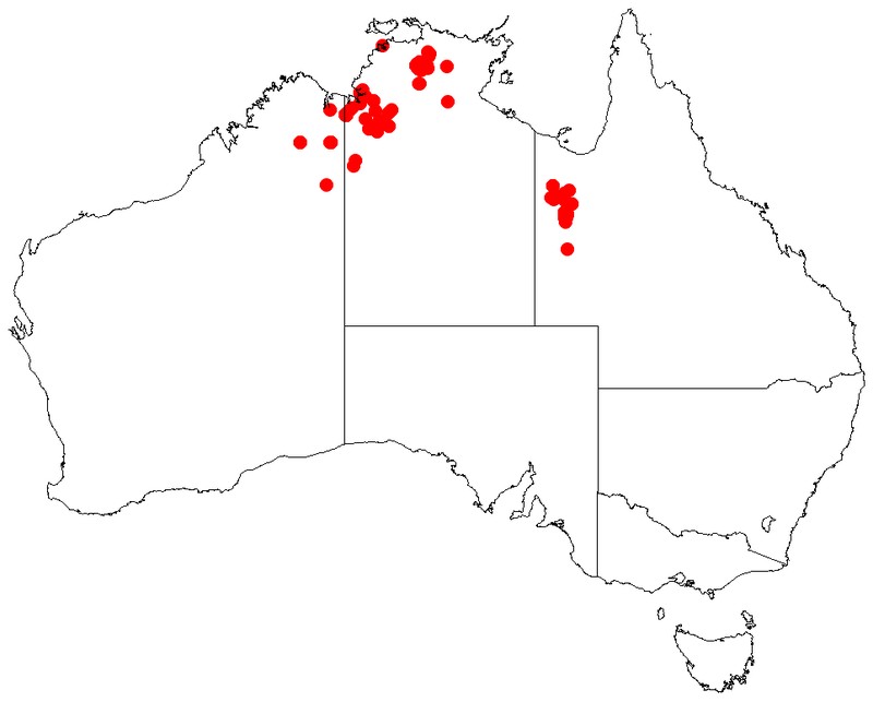 Acacia megalantha