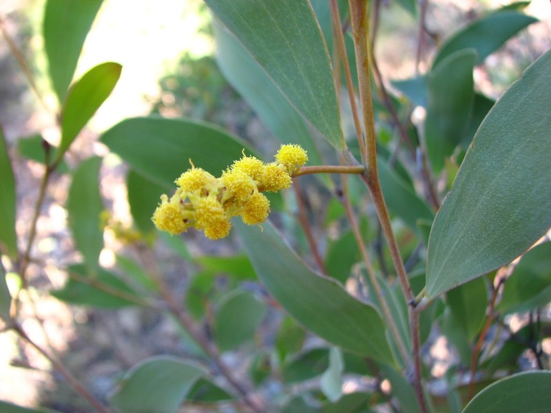 Acacia megalantha photo 2