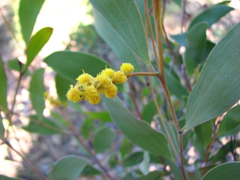 Acacia megalantha photo 3