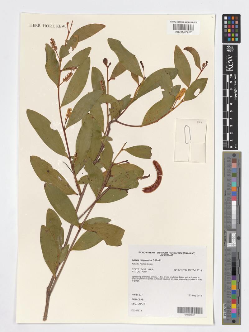Acacia megalantha photo 4