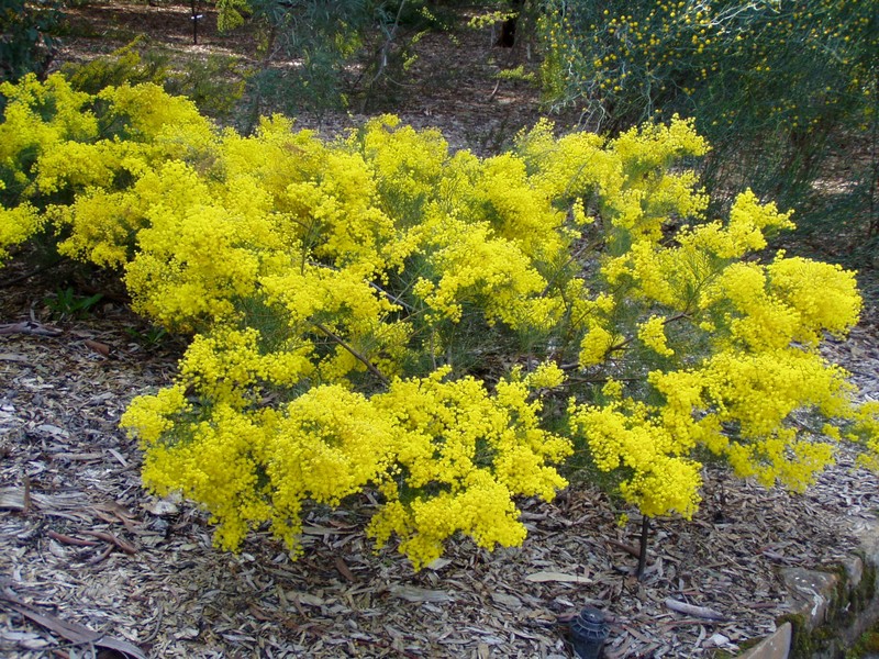 Acacia meiantha