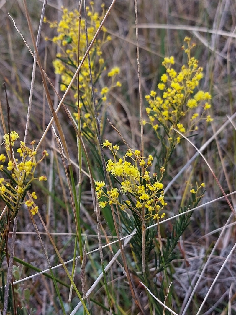 Acacia meiantha photo 2