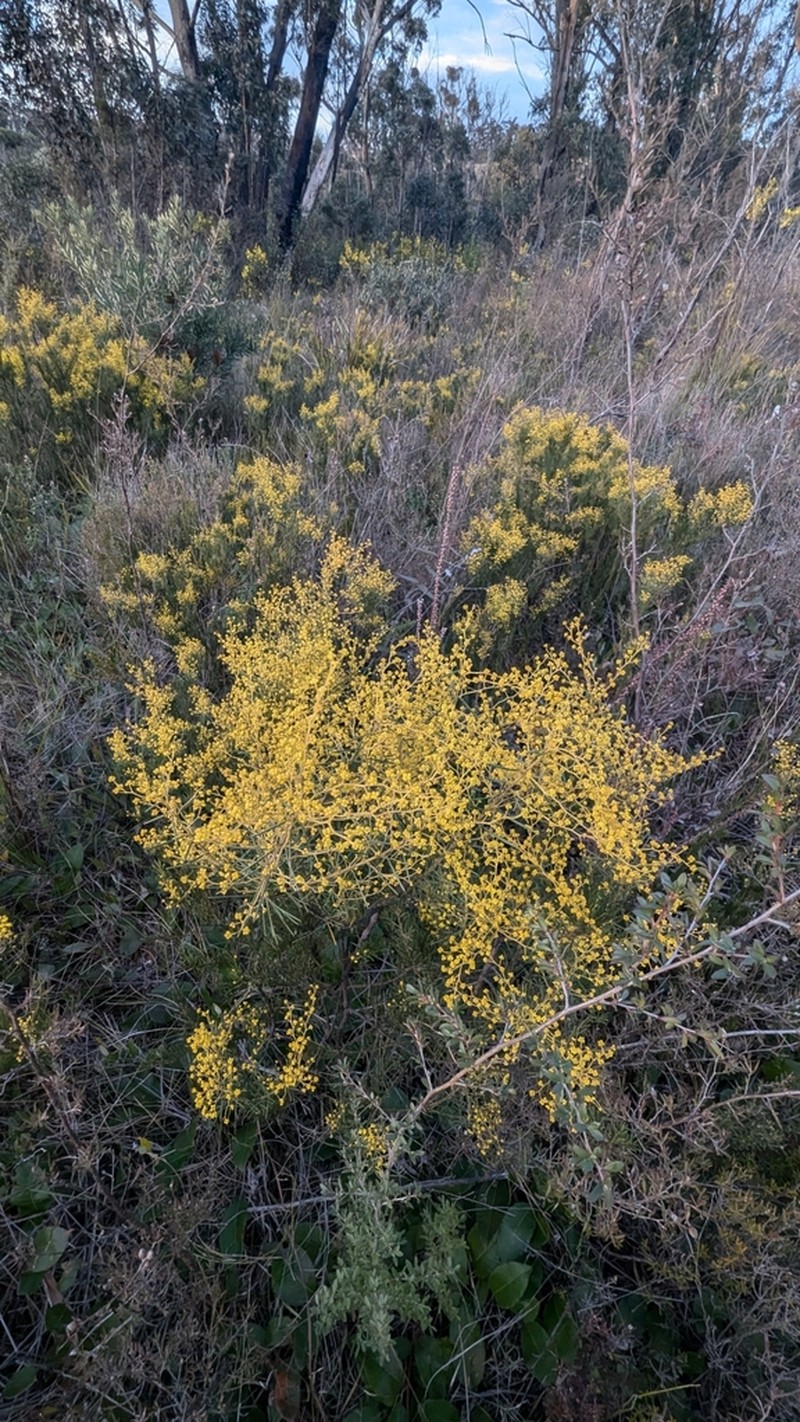 Acacia meiantha photo 3